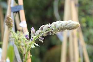Climbers Chch Canterbury: Wisteria sinensis Caroline