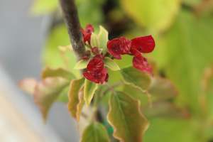 Bougainvillea Mary Palmer