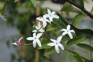 Jasminum azoricum
