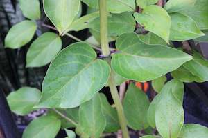 Climbers Chch Canterbury: Lonicera hildebrandiana