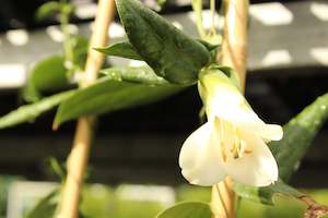 Climbers Chch Canterbury: Lapageria alba