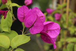 Bougainvillea Magnifica Traillii