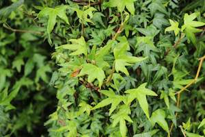 Climbers Chch Canterbury: Hedera Birdsfoot