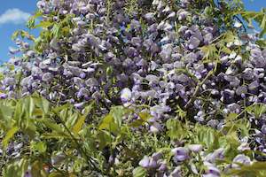 Wisteria floribunda Cascade