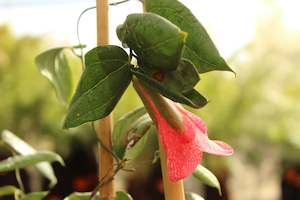 Climbers Chch Canterbury: Lapageria rosea