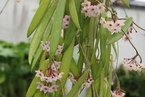 Climbers Chch Canterbury: Hoya shepherdii