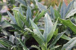 A Plant Beginning With A: Aucuba japonica Salicifolia