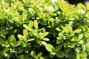 Buxus microphylla var. Japonica Morris Midget