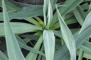 Plants Beginning With B: Beschoneria yuccoides