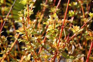 Plants Beginning With C: Cornus sanguinea Midwinter Fire