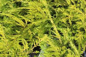 Plants Beginning With C: Coleonema sunset gold