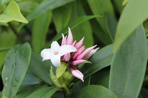 Plants Beginning With D: Daphne perfume princess