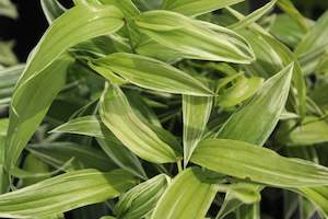 Disporum Sessile Variegata