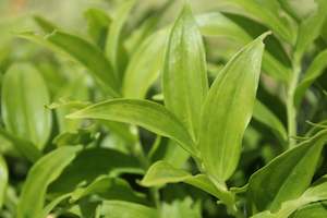 Plants Beginning With D: Disporopsis pernyi