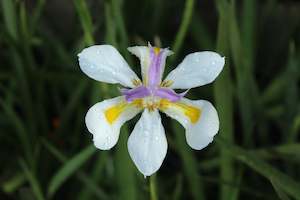 Dietes grandiflora