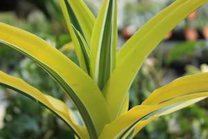 Plants Beginning With D: Dracaena Lemon Lime