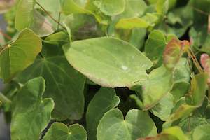 Plants Beginning With E: Epimedium perralderianum