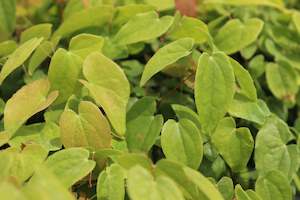 Plants Beginning With E: Epimedium niveum
