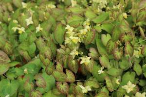 Plants Beginning With E: Epimedium neo-sulphureum