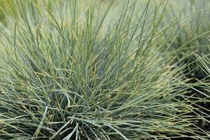 Festuca glauca