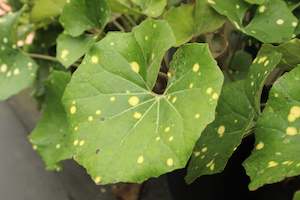 Plants Beginning With F: Farfugium japonicum Aureomaculatum