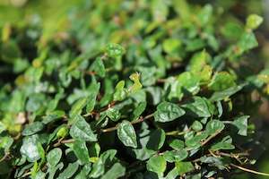 Plants Beginning With F: Ficus pumila minima