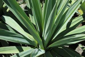 Plants Beginning With F: Furcraea quicheensis