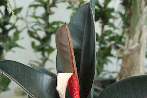 Plants Beginning With F: Ficus elastica Burgundy