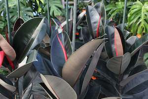 Ficus Black Knight