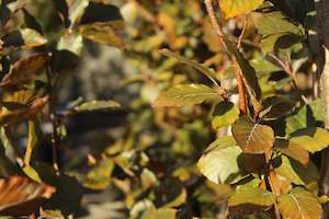Fagus sylvatica Dawyck Purple