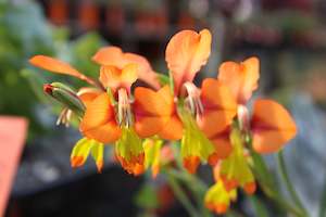 Plants Beginning With G: Gladiolus alatus