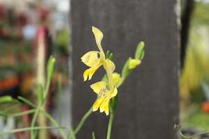 Plants Beginning With G: Gladiolus virescens