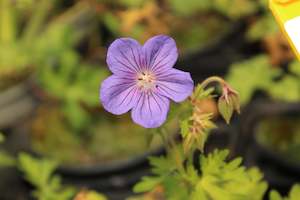 Plants Beginning With G: Geranium criss canning