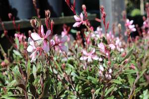 Gaura lindheimeri Rose