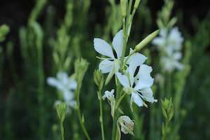 Plants Beginning With G: Gaura lindheimeri Cool Breeze