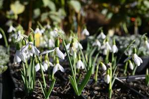 Plants Beginning With G: Galanthus Earliest Of All