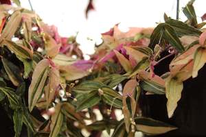 Plants Beginning With G: Gibasis geniculata Tricolour