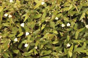 Plants Beginning With G: Gibasis geniculata