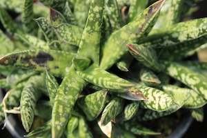 Plants Beginning With G: Gasteria Liliput