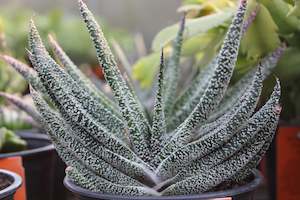 Gasteria carinata