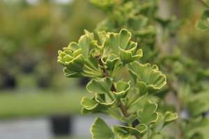 Plants Beginning With G: Ginkgo fastigiata