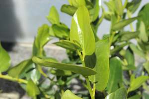 Plants Beginning With G: Griselinia lucida