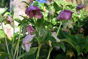 Helleborus Texture Hybrids