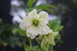 Helleborus o. Double Hybrids