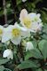 Helleborus Jacob