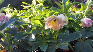 Helleborus Lily