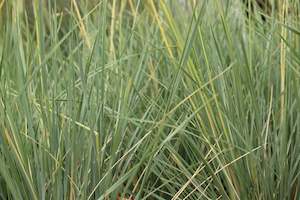 Plants Beginning With H: Helictotrichon sempervirens