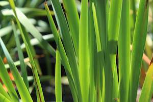 A Plant Beginning With I: Iris sibirica Swans In Flight