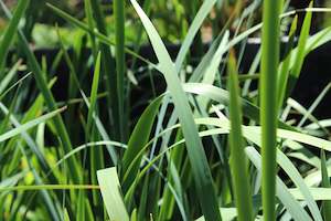 Iris sibirica sky blue