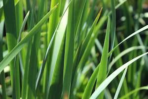 Iris sibirica over the river